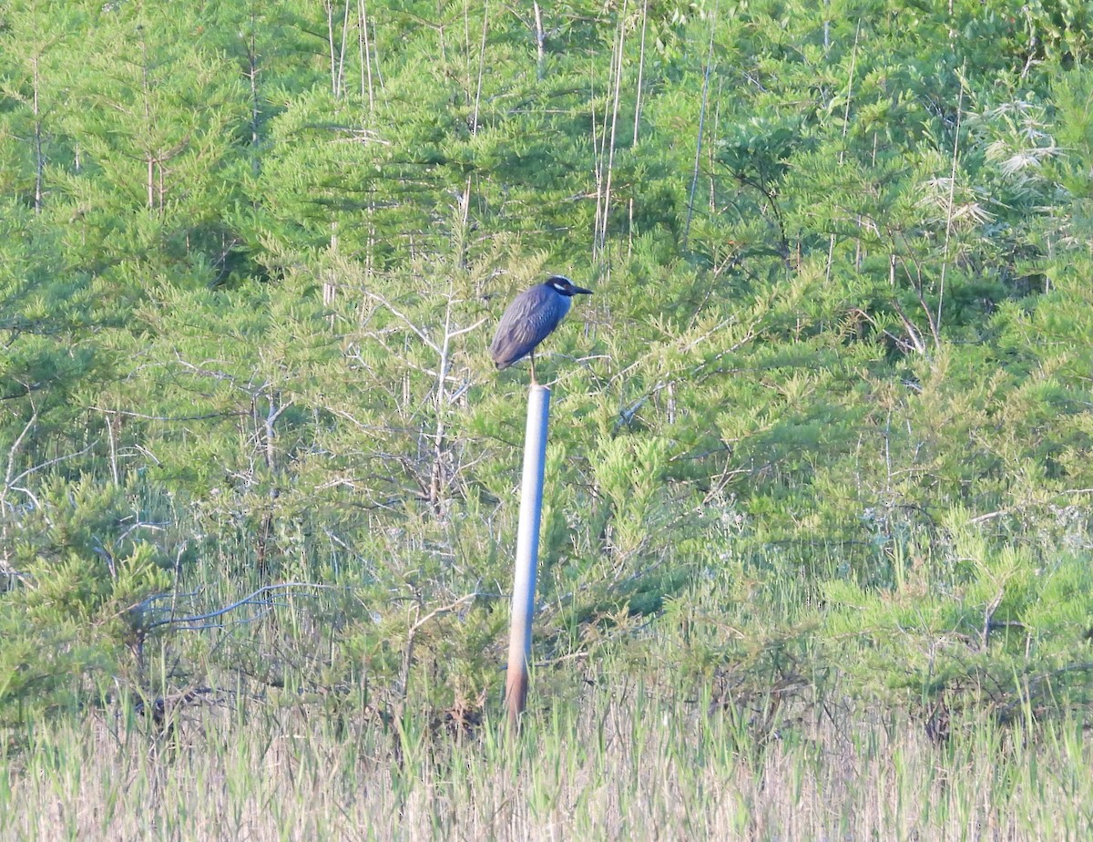 Yellow-crowned Night Heron - ML620396394