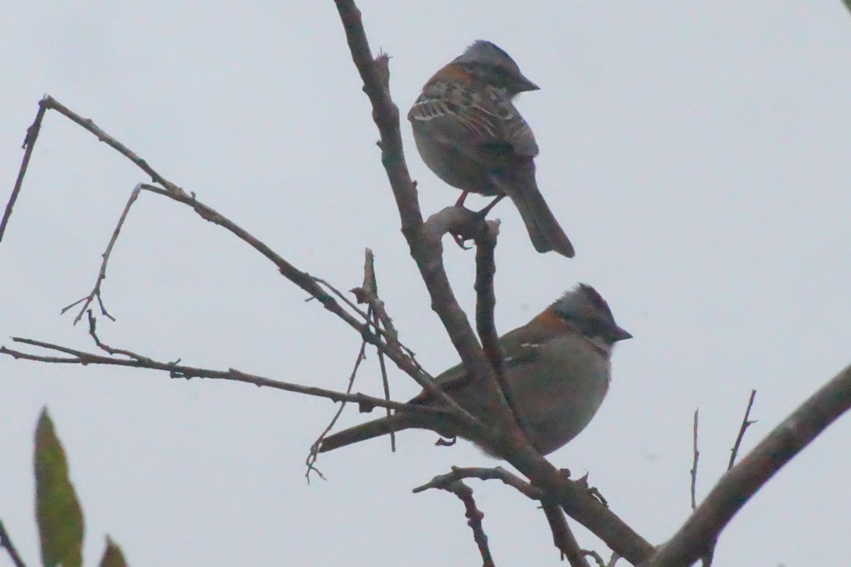 Rufous-collared Sparrow - ML620396402
