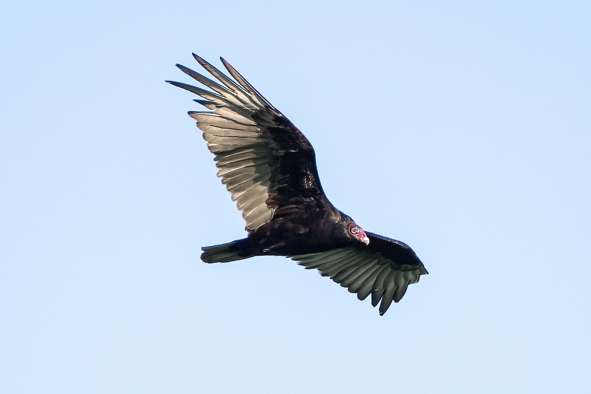 Turkey Vulture - ML620396404