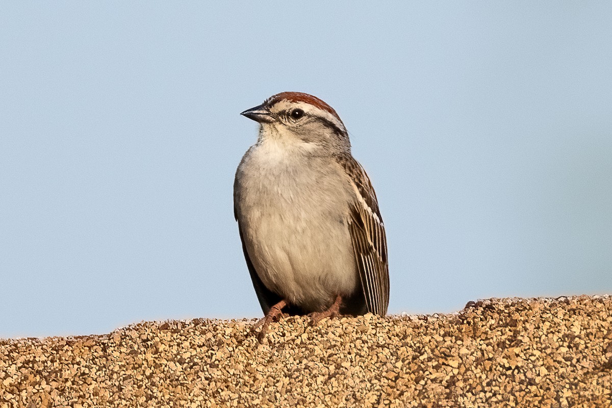 Chipping Sparrow - ML620396412