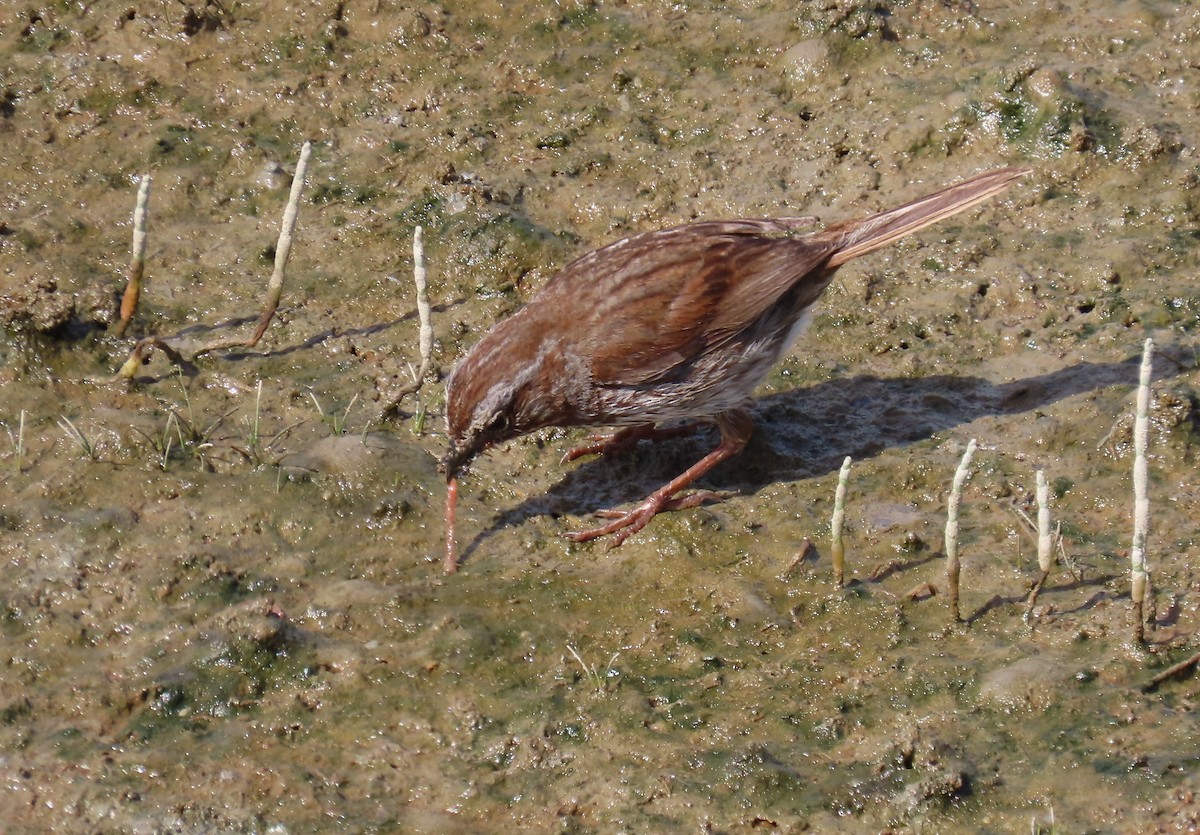 Song Sparrow - ML620396421