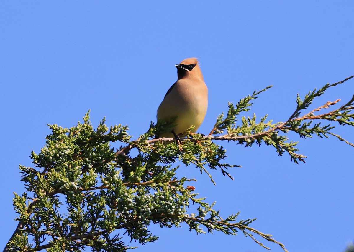 Cedar Waxwing - ML620396427