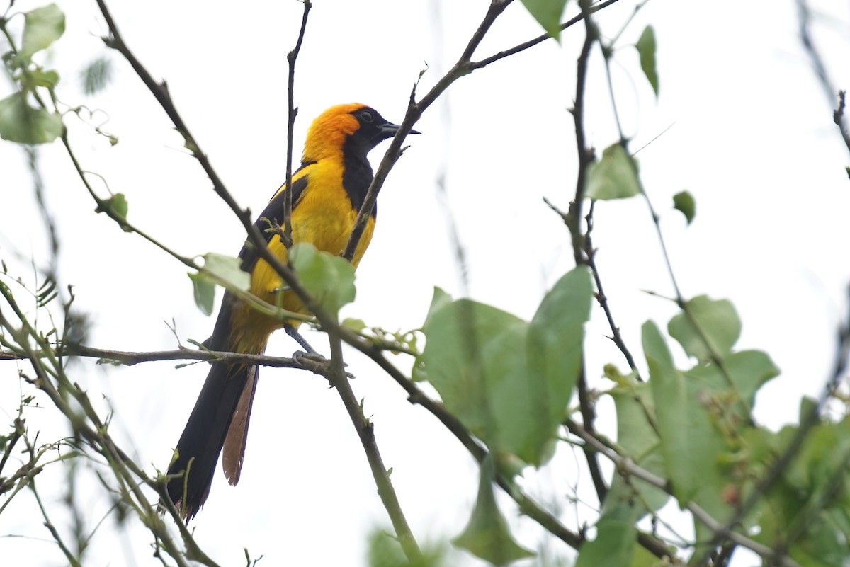 Orange-crowned Oriole - ML620396444