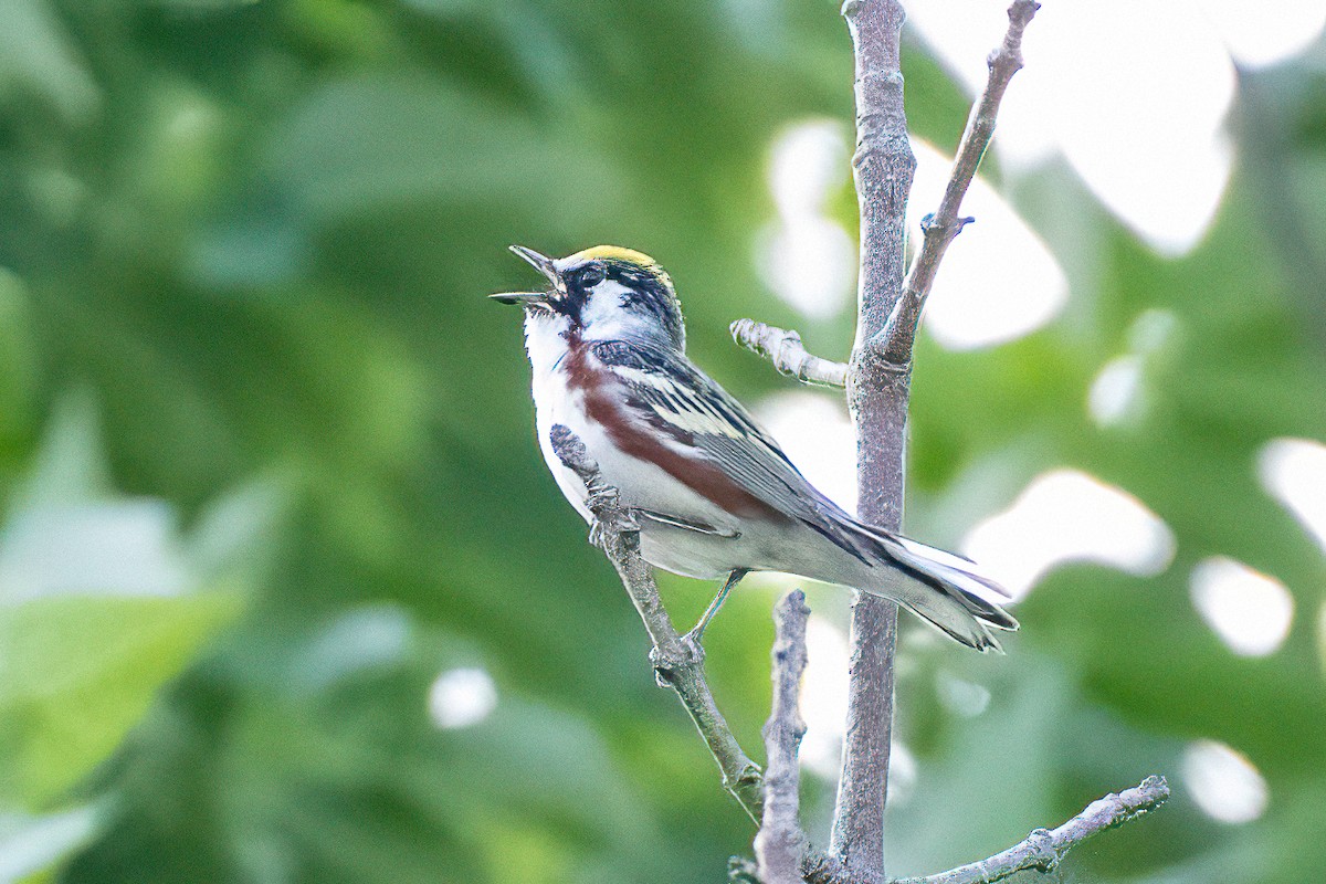 Chestnut-sided Warbler - ML620396450