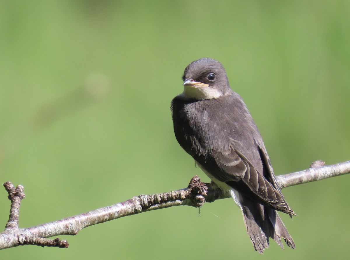 Tree Swallow - ML620396458