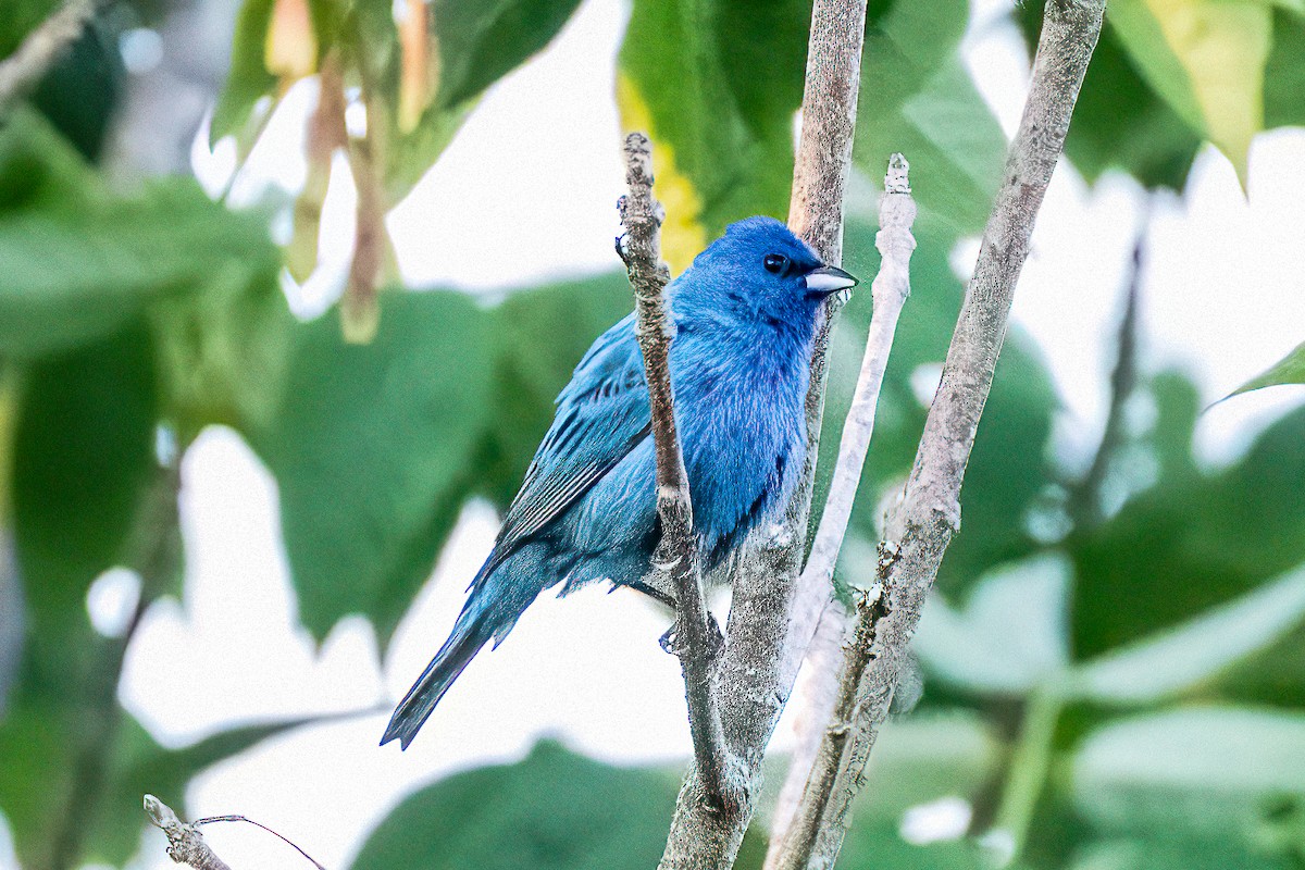 Indigo Bunting - ML620396462