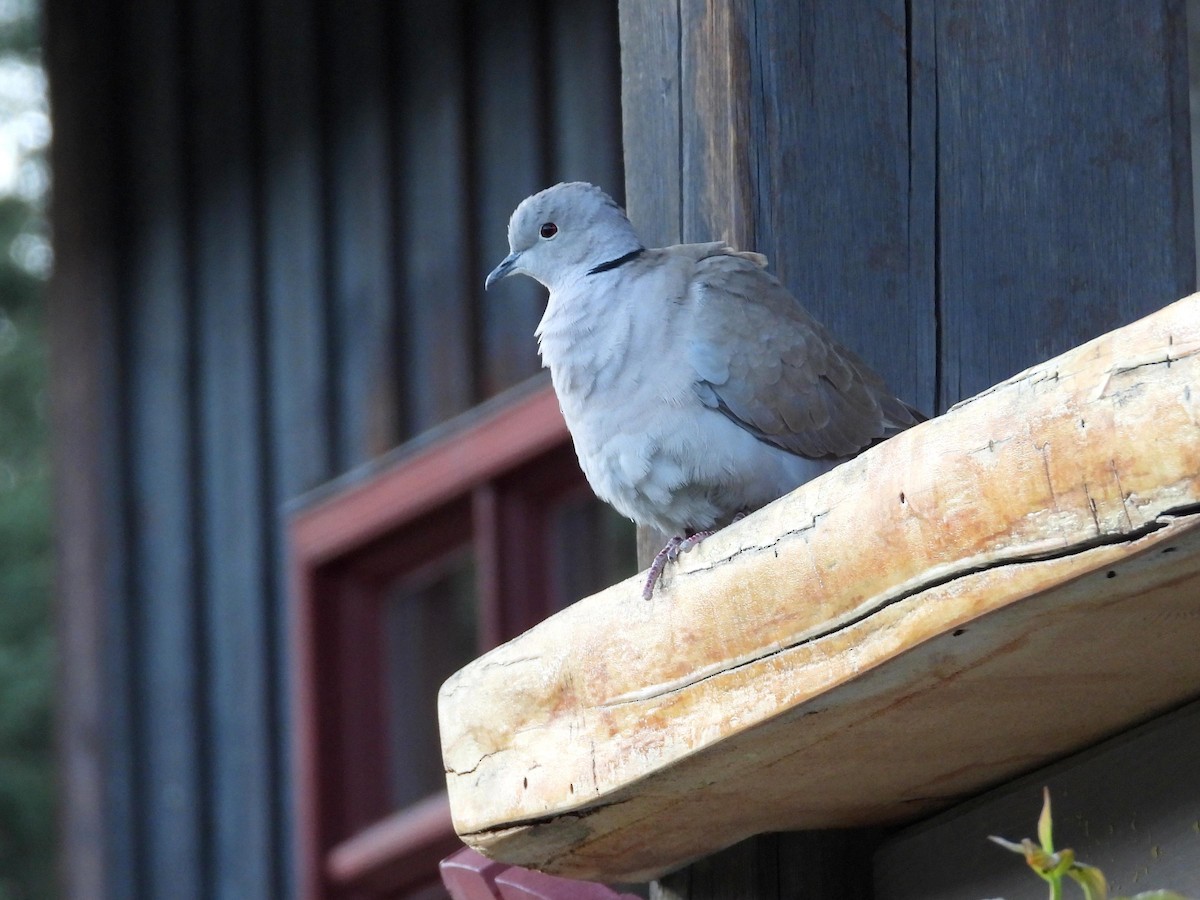 Eurasian Collared-Dove - ML620396463