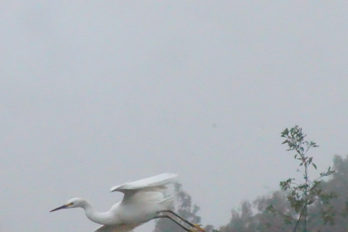 Snowy Egret - ML620396465