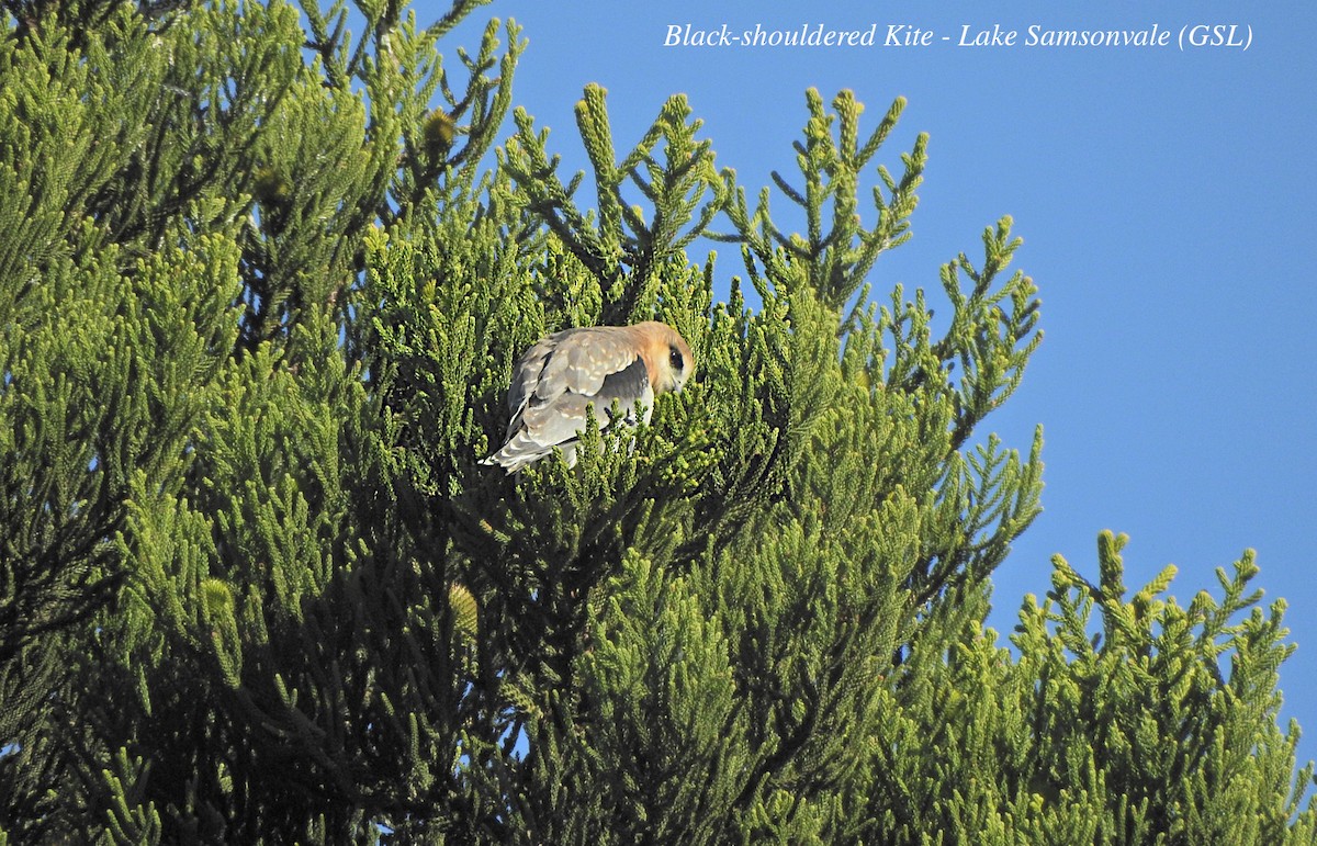 Black-shouldered Kite - ML620396472
