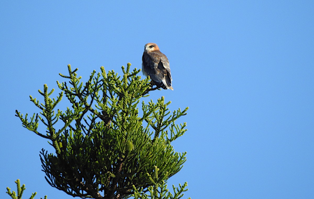 Black-shouldered Kite - ML620396473