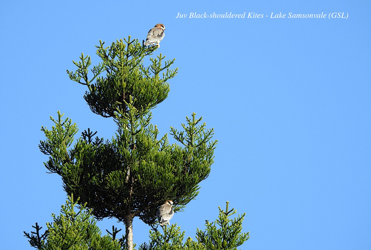 Black-shouldered Kite - ML620396474