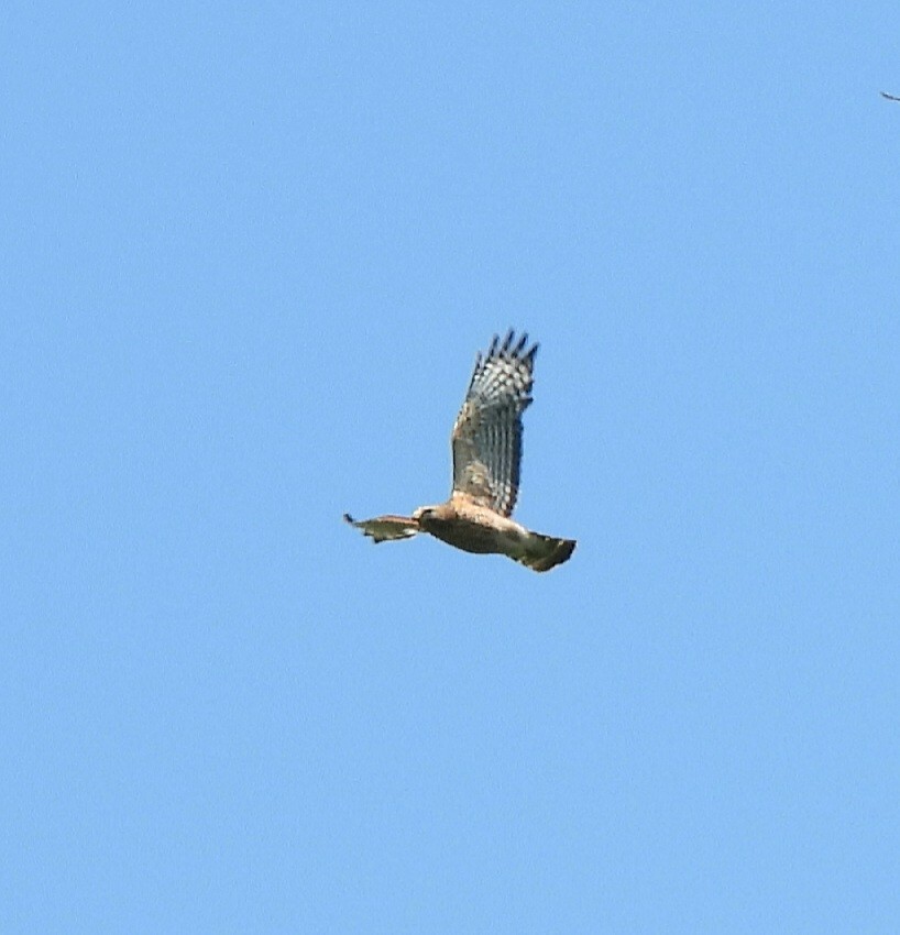 Red-shouldered Hawk - ML620396480