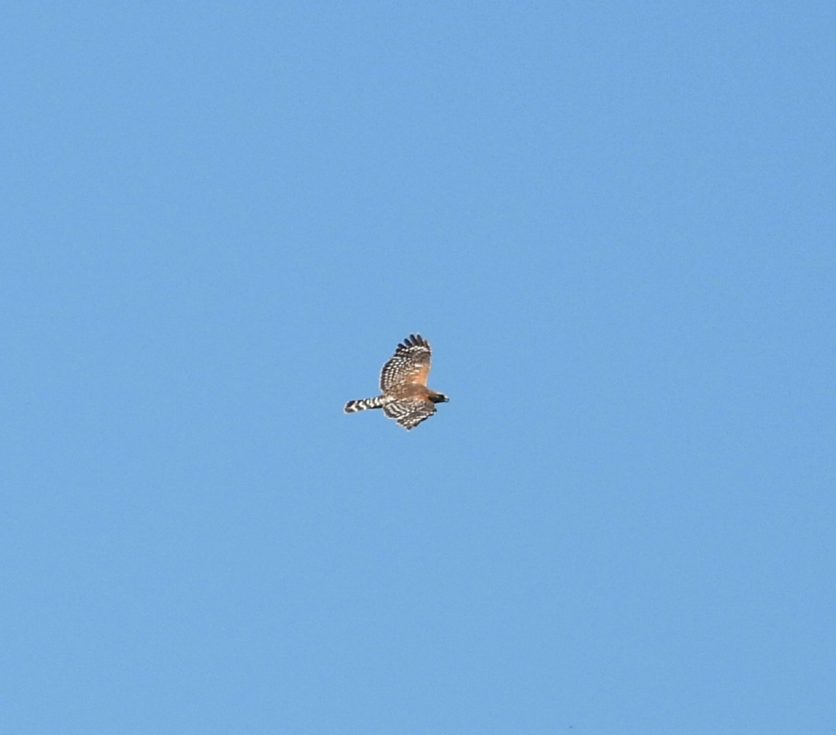 Red-shouldered Hawk - ML620396481