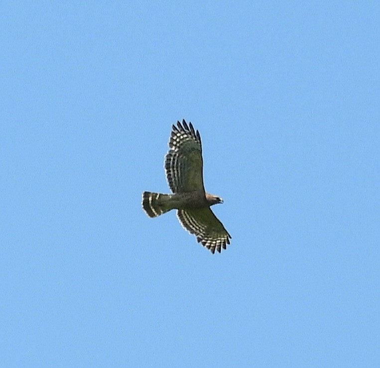 Red-shouldered Hawk - ML620396482