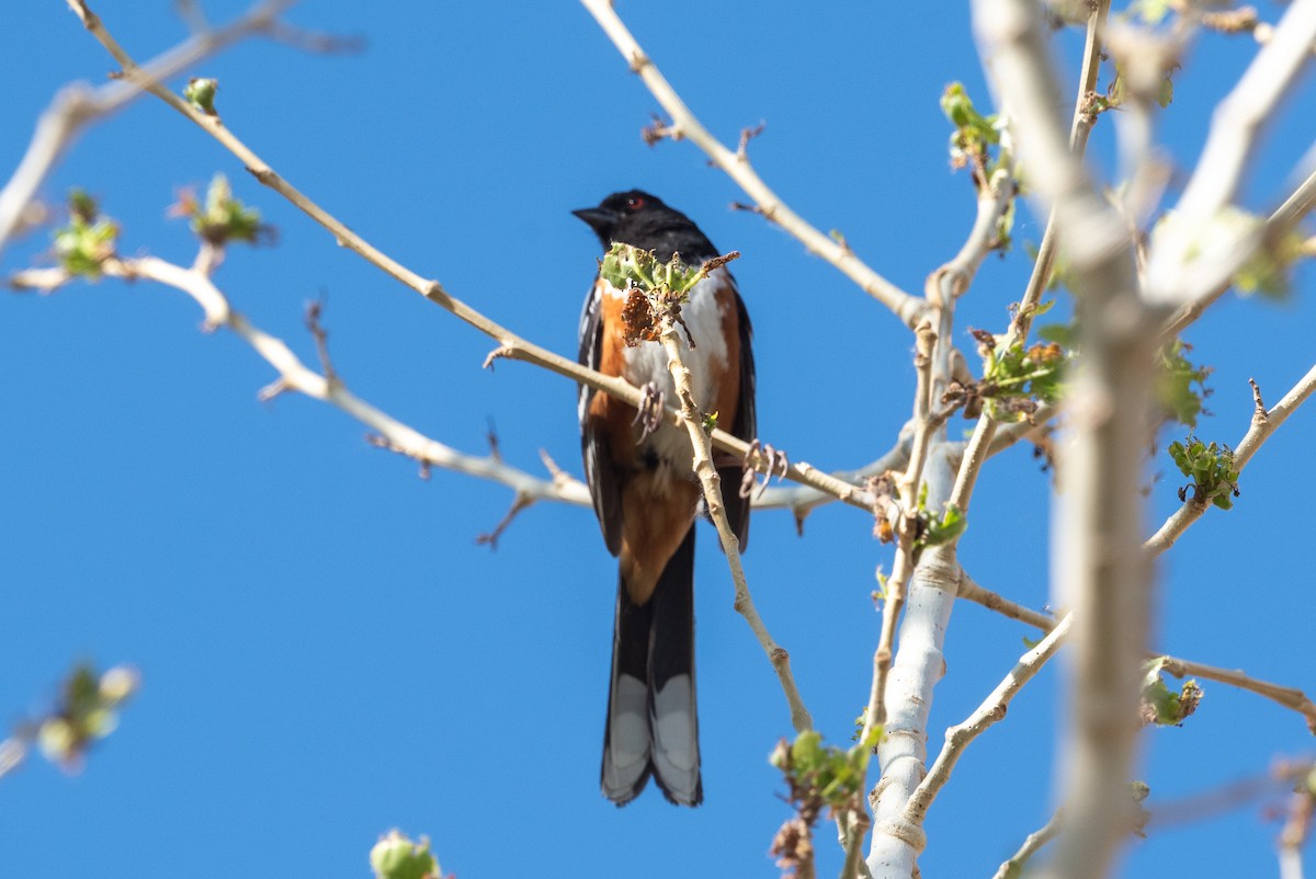 Spotted Towhee - ML620396483