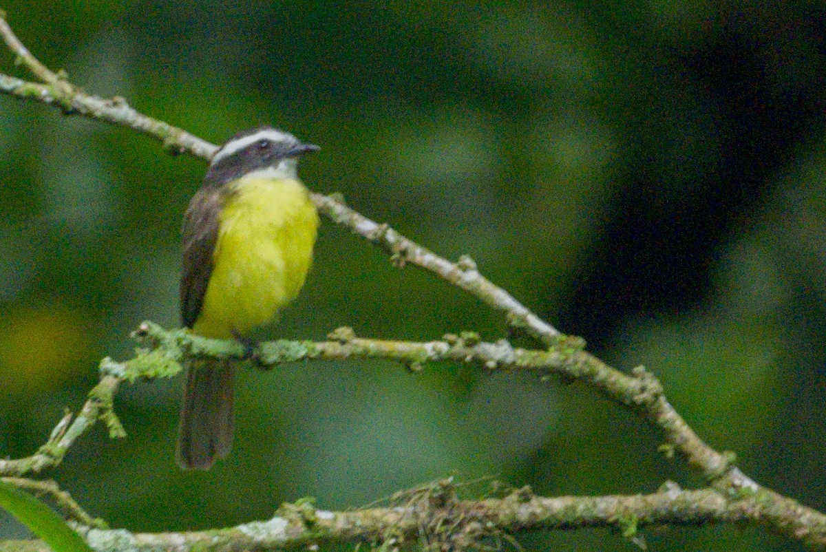 Social Flycatcher - ML620396484