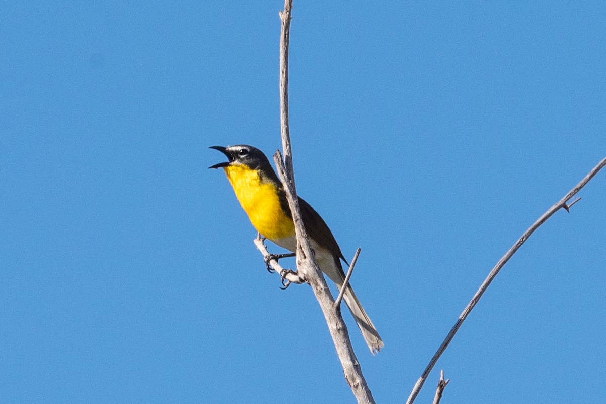 Yellow-breasted Chat - ML620396485