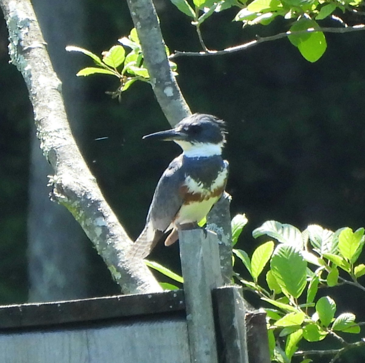 Belted Kingfisher - ML620396491