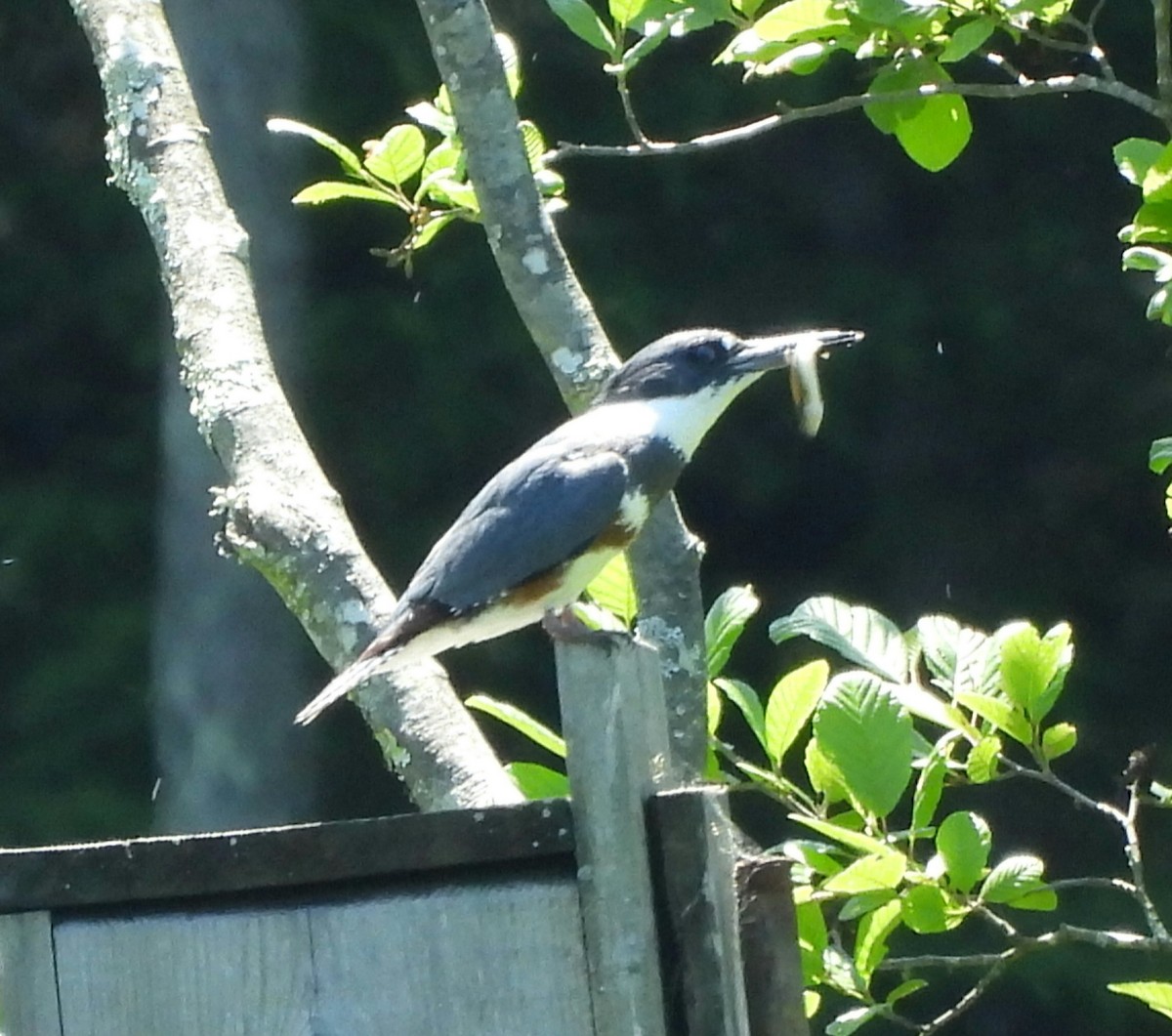 Belted Kingfisher - ML620396492