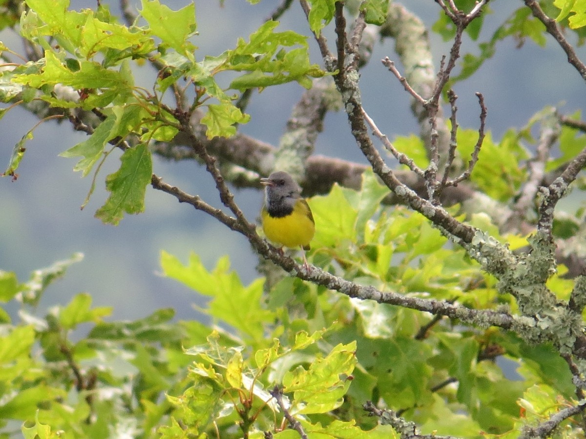 Graukopf-Waldsänger - ML620396510