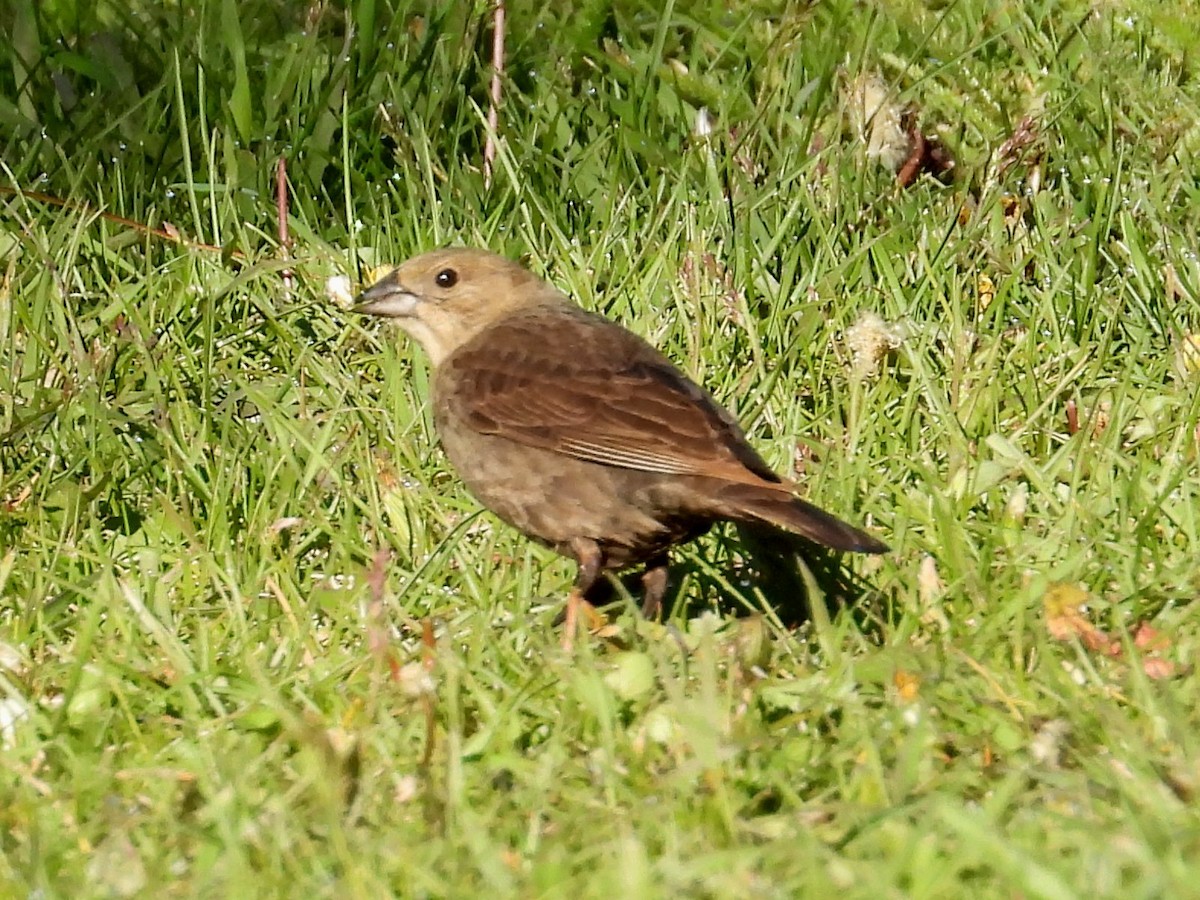 Brown-headed Cowbird - ML620396517