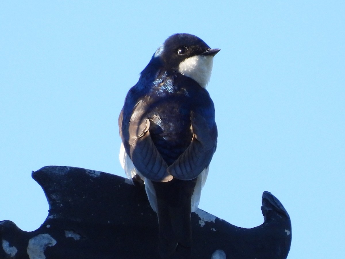 Tree Swallow - ML620396519