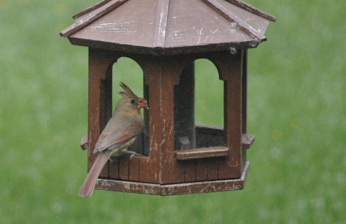 Northern Cardinal - ML620396526