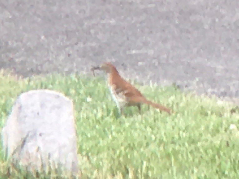 Brown Thrasher - ML620396567