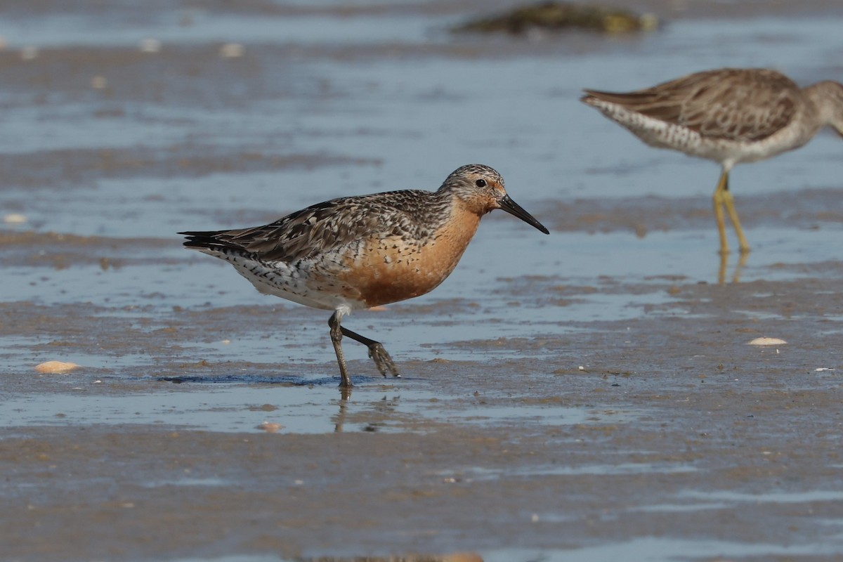 Red Knot - ML620396568