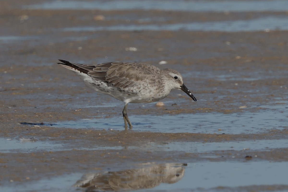 Red Knot - ML620396570