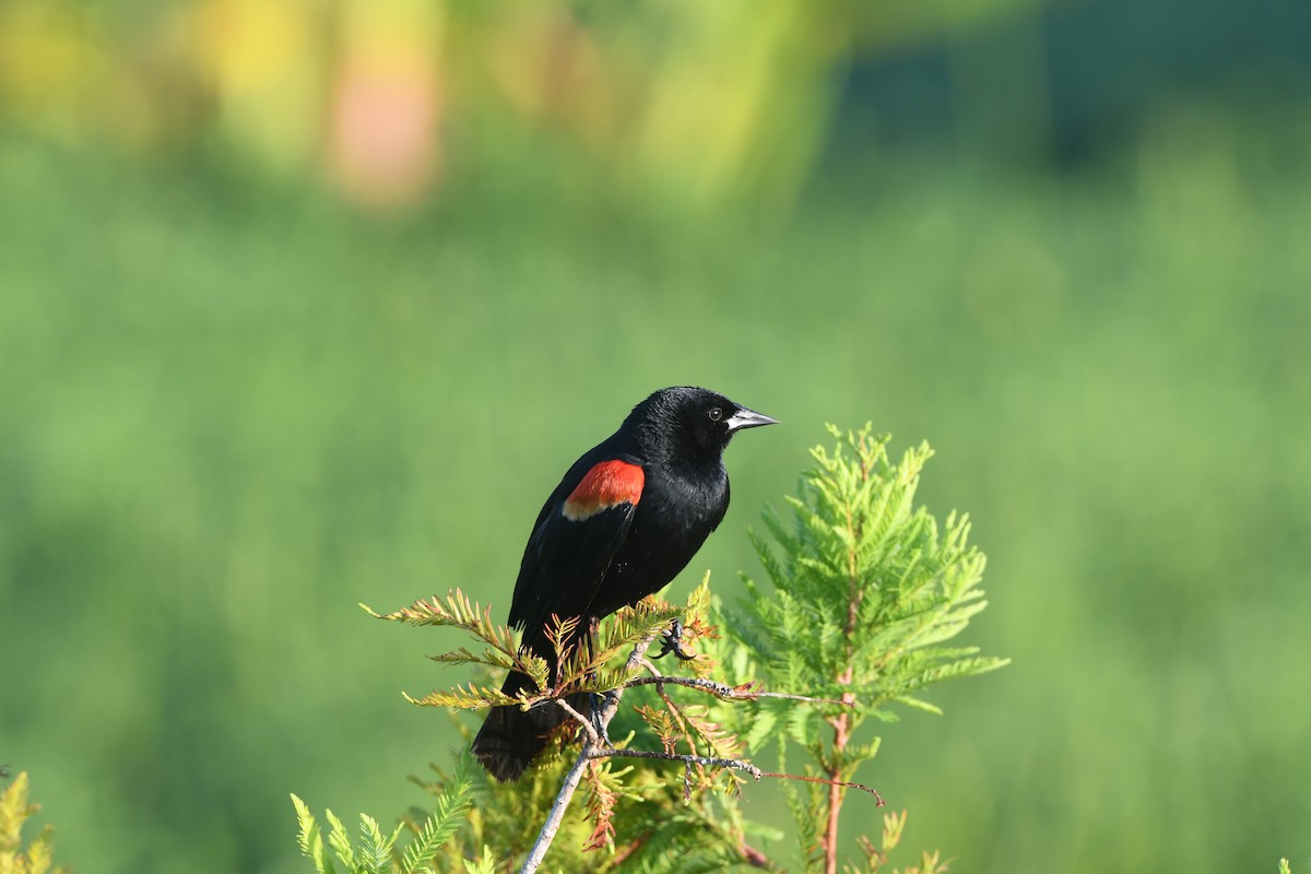 Red-winged Blackbird (Red-winged) - ML620396571