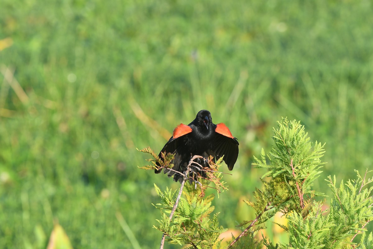 Red-winged Blackbird (Red-winged) - ML620396573