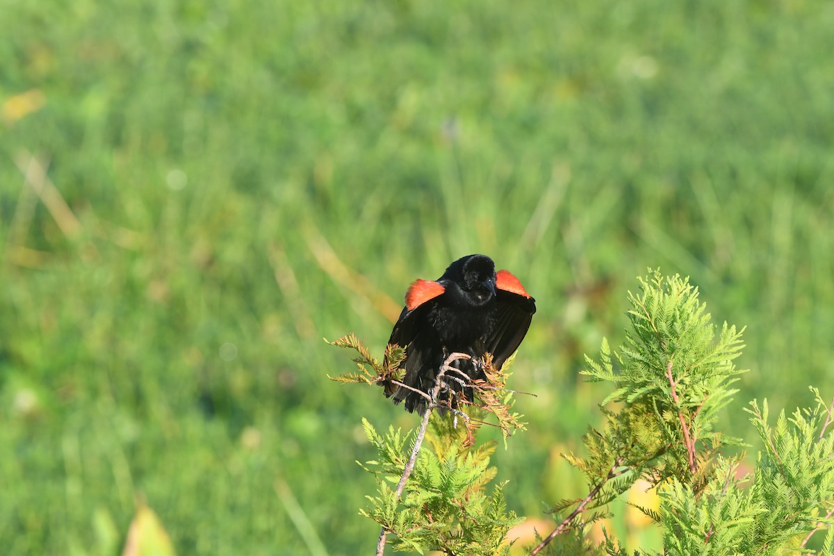 Red-winged Blackbird (Red-winged) - ML620396574