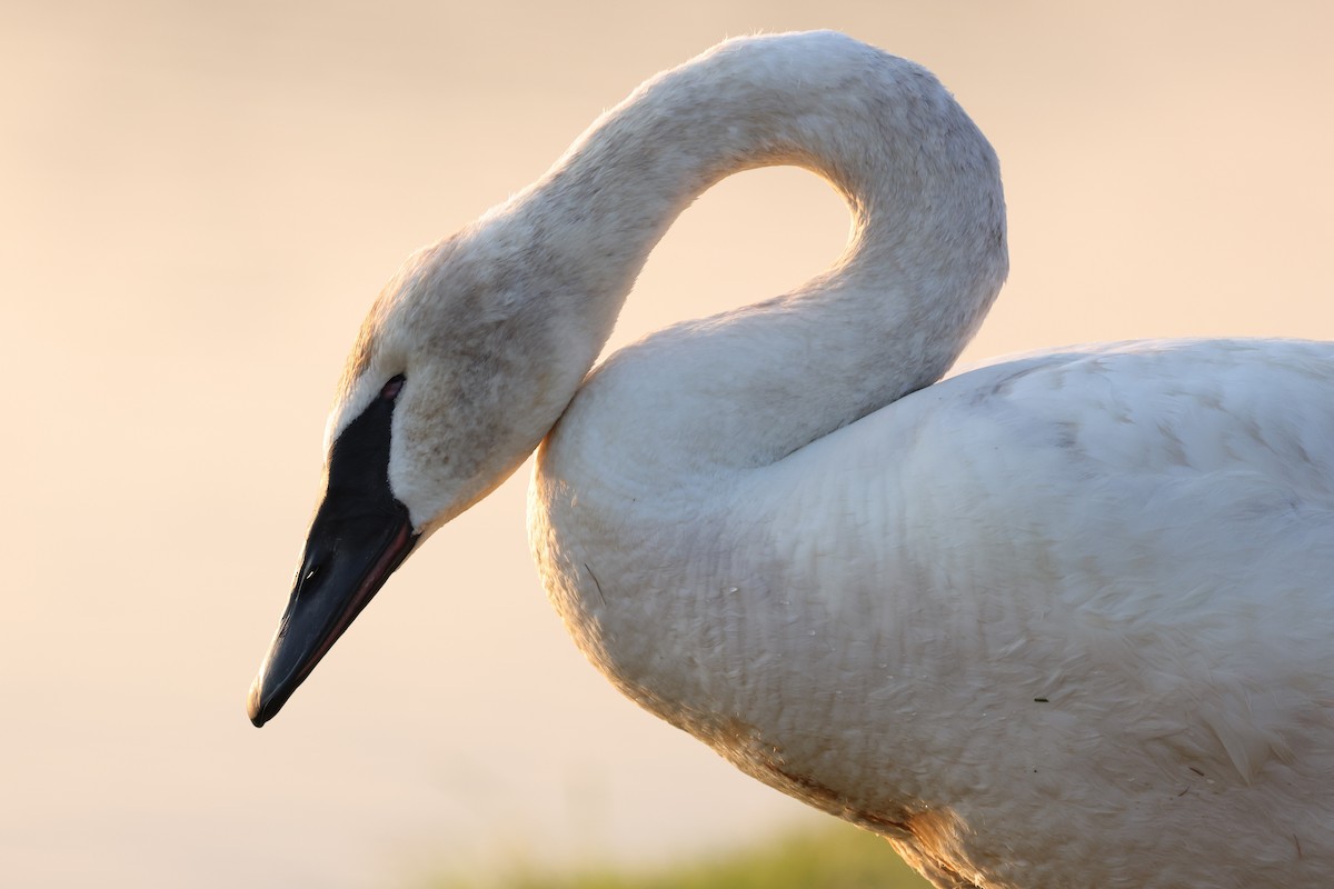 Trumpeter Swan - ML620396589