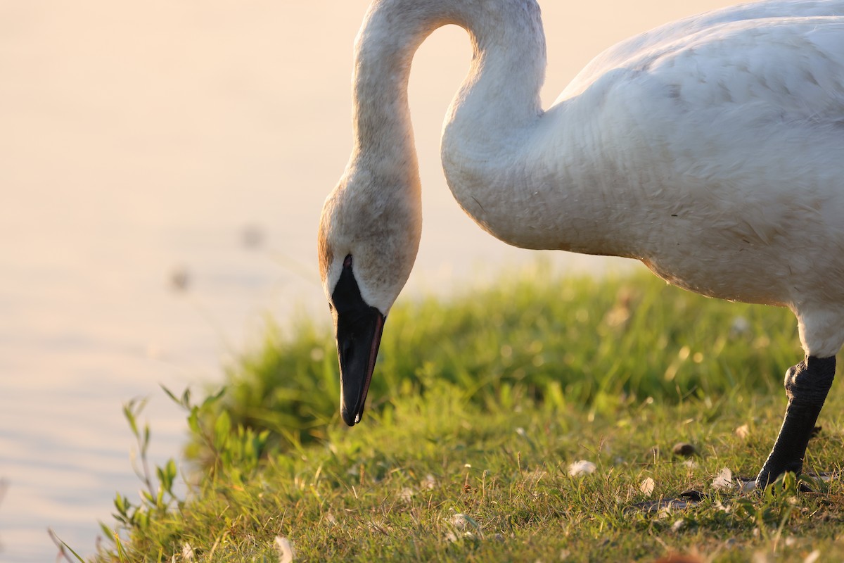 Trumpeter Swan - ML620396591