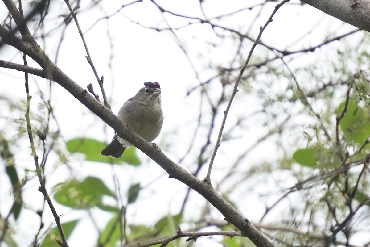 Pileated Finch - ML620396592