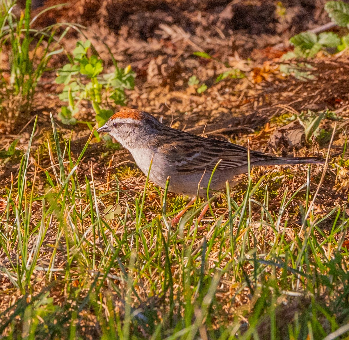 Chipping Sparrow - ML620396604