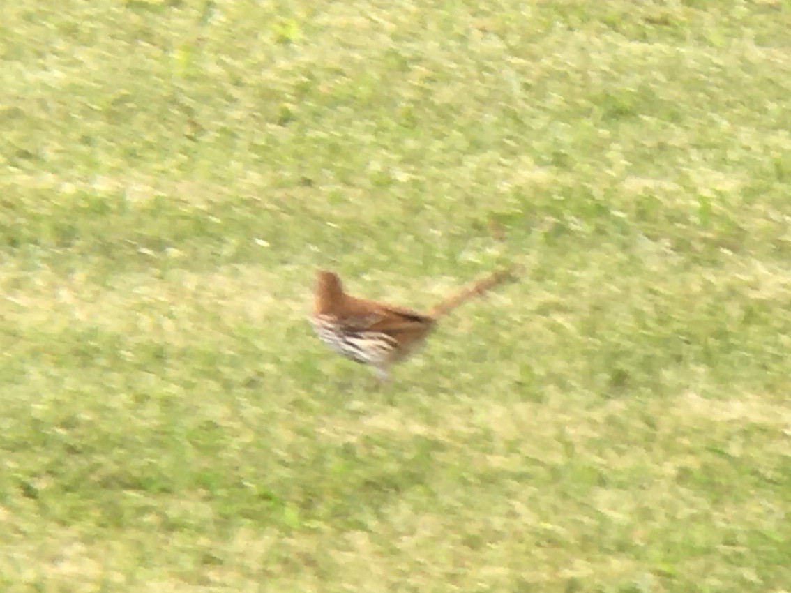 Brown Thrasher - ML620396608