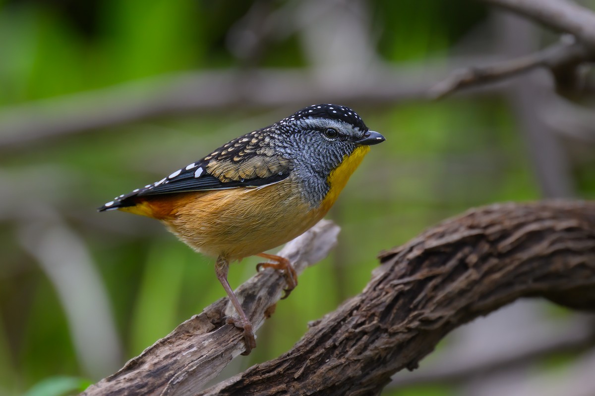 Spotted Pardalote (Spotted) - ML620396612