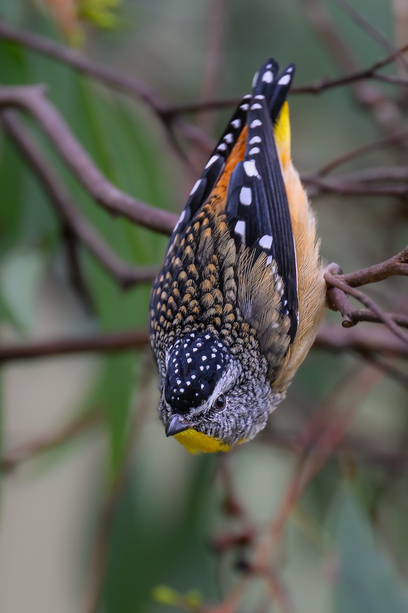 Pardalote pointillé (punctatus) - ML620396613