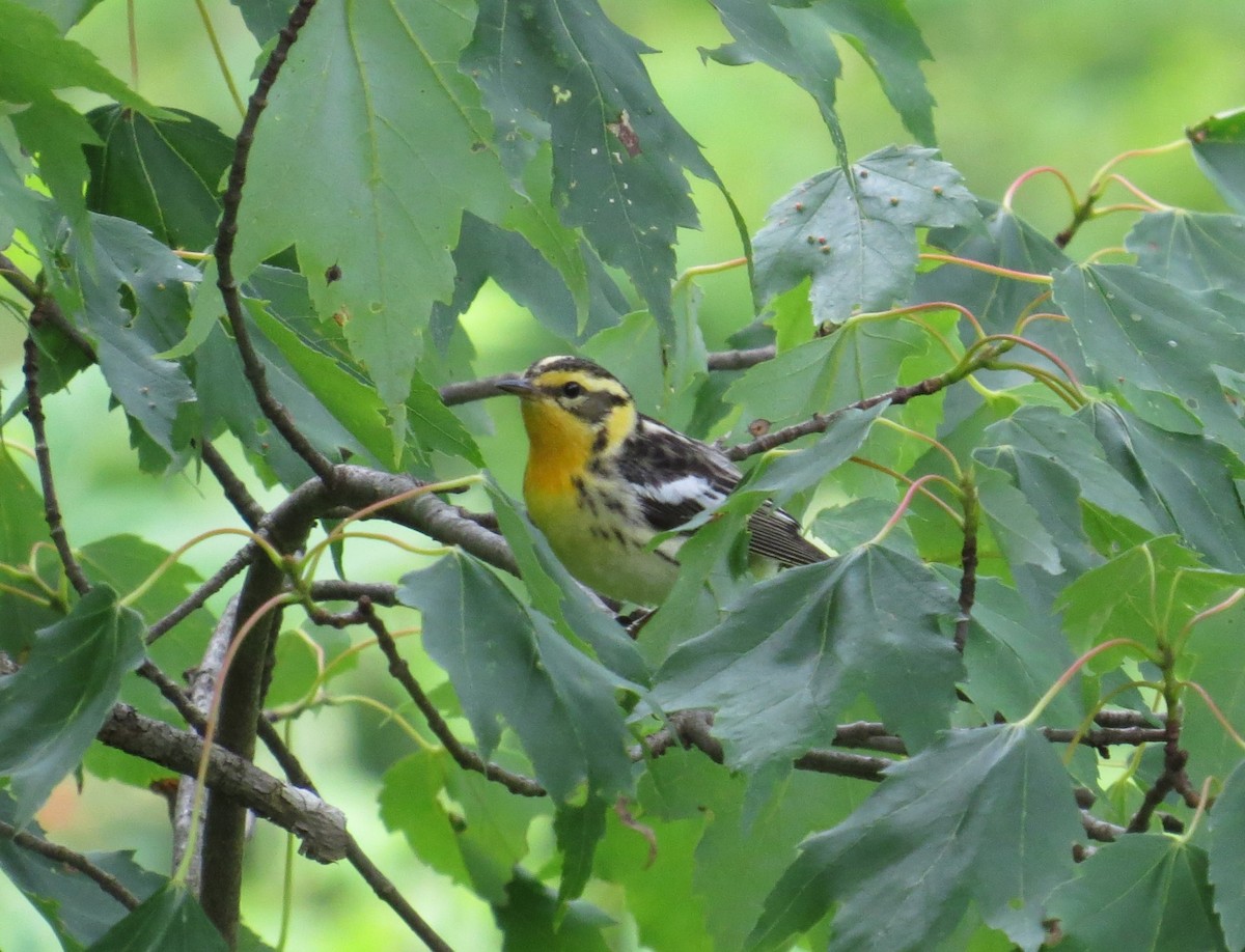 Blackburnian Warbler - ML620396618