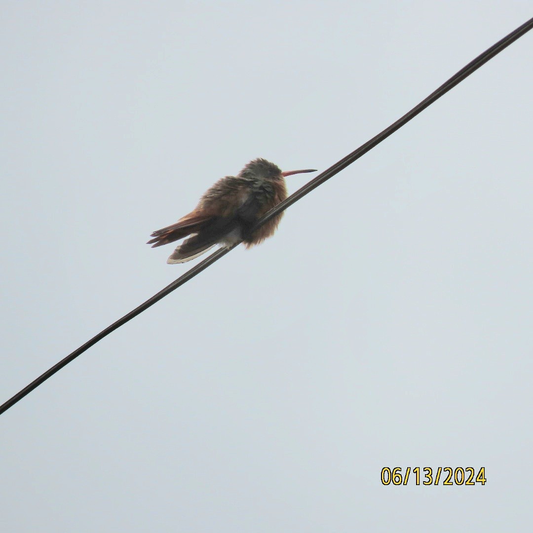 kolibřík ryšavý - ML620396621