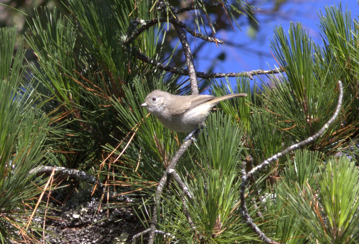 Oak Titmouse - ML620396632