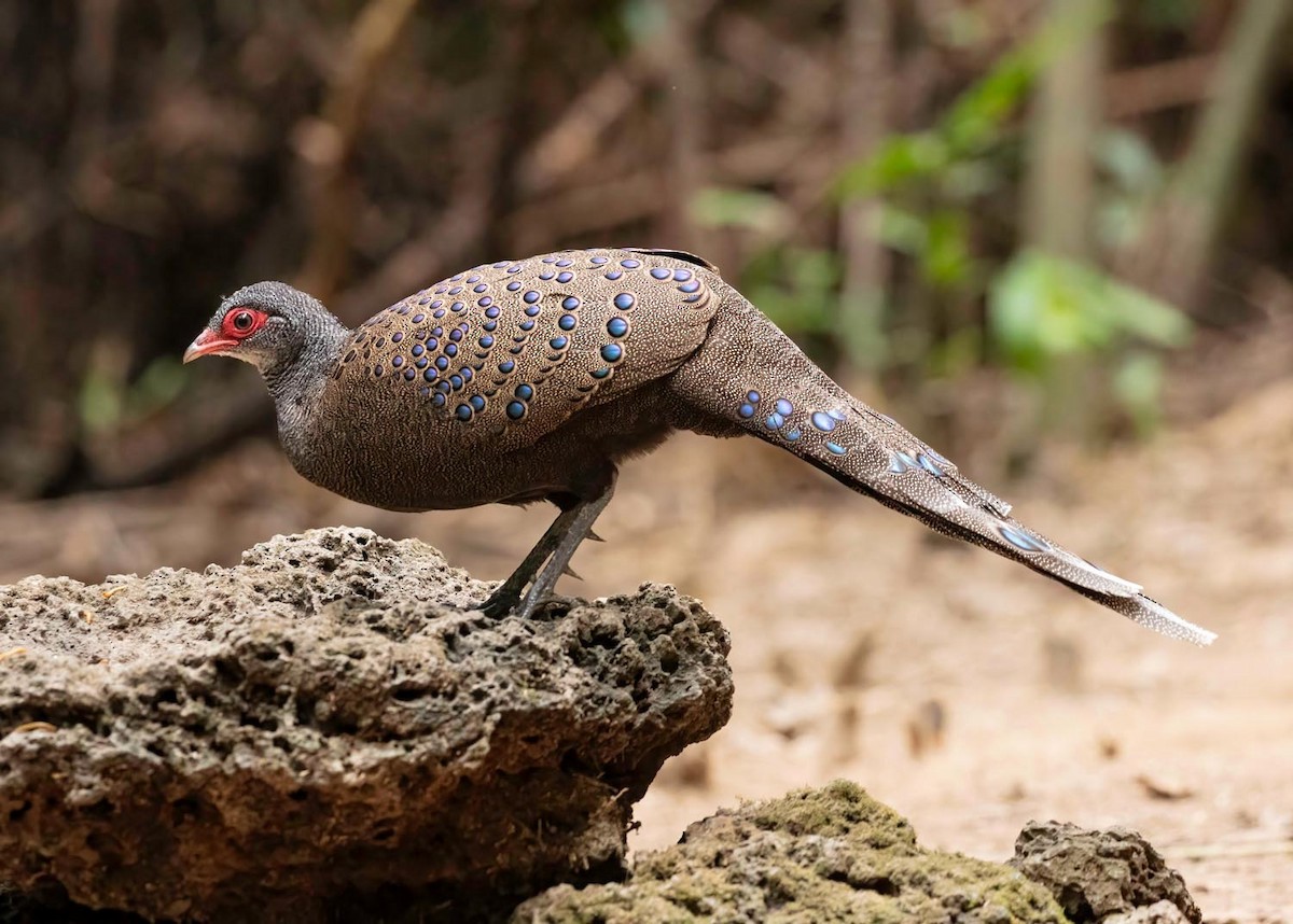 Germain's Peacock-Pheasant - ML620396652