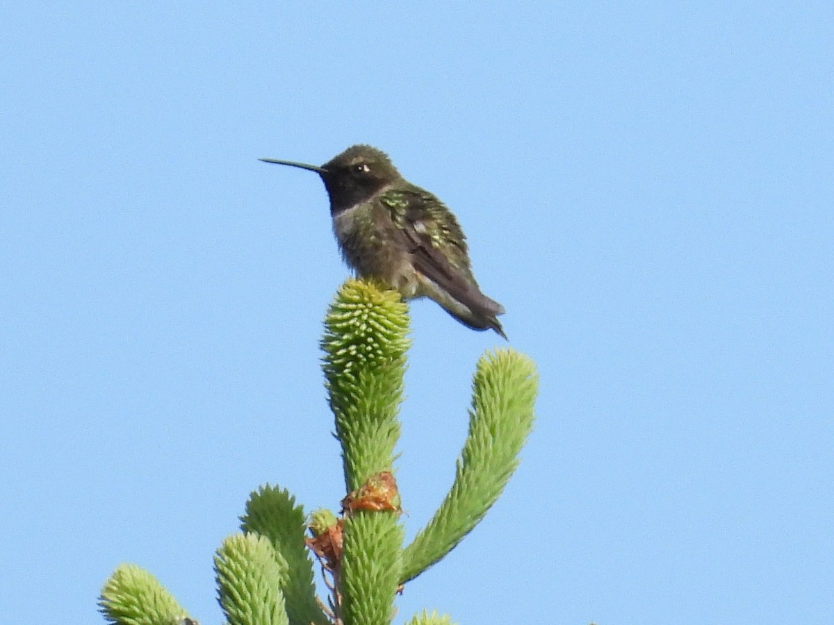 Black-chinned Hummingbird - ML620396654