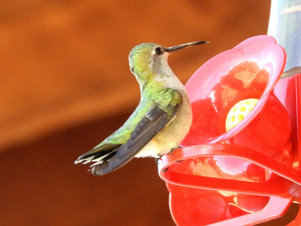Black-chinned Hummingbird - ML620396657