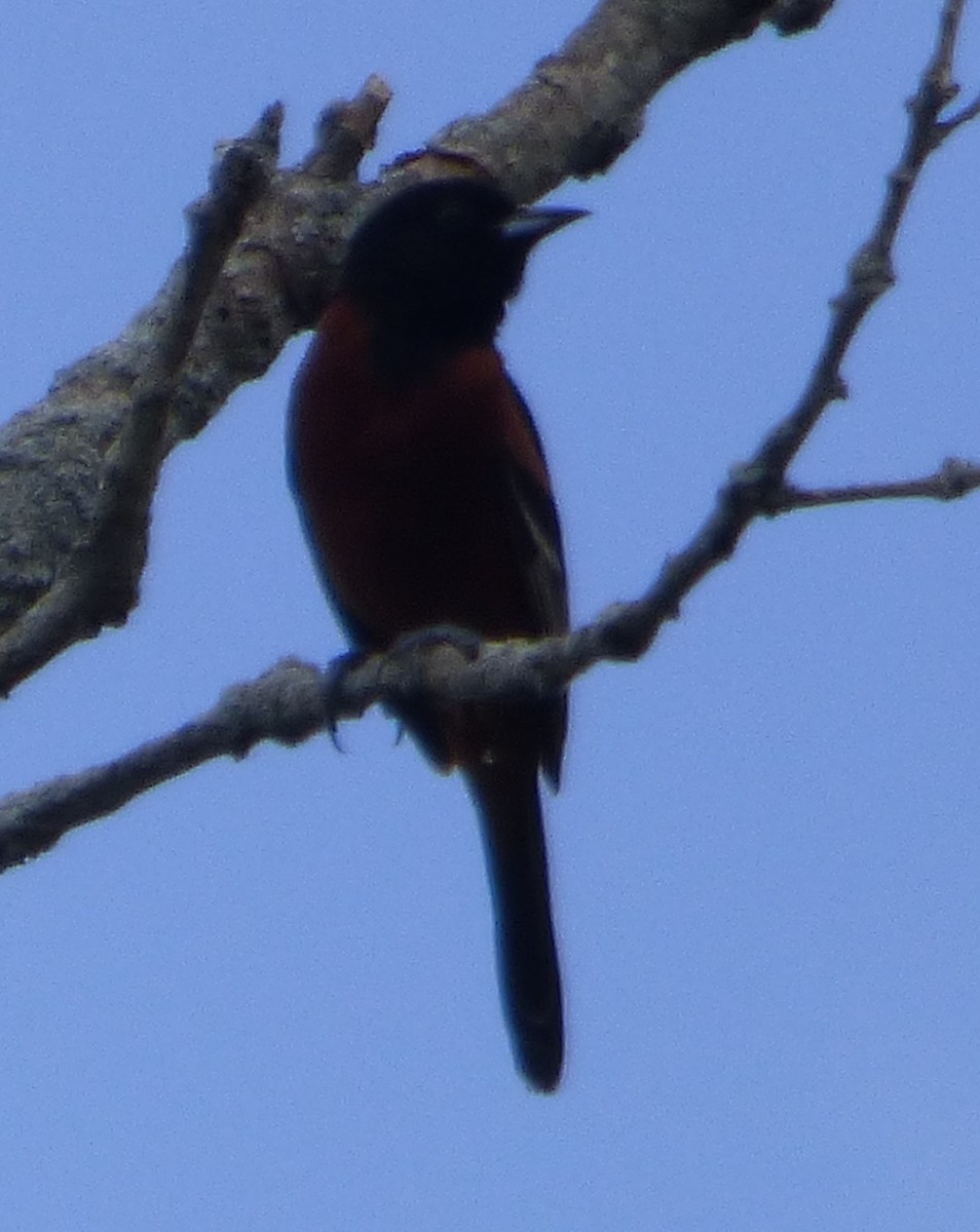 Orchard Oriole - ML620396661