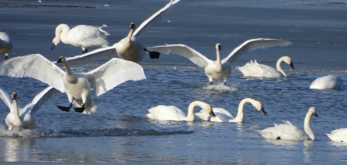 Tundra Swan - ML620396662