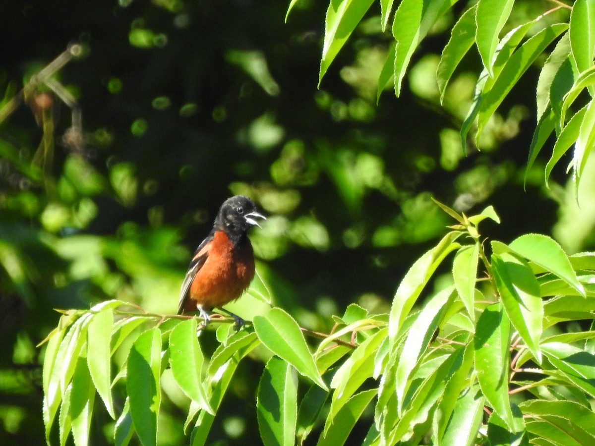 Orchard Oriole - ML620396671