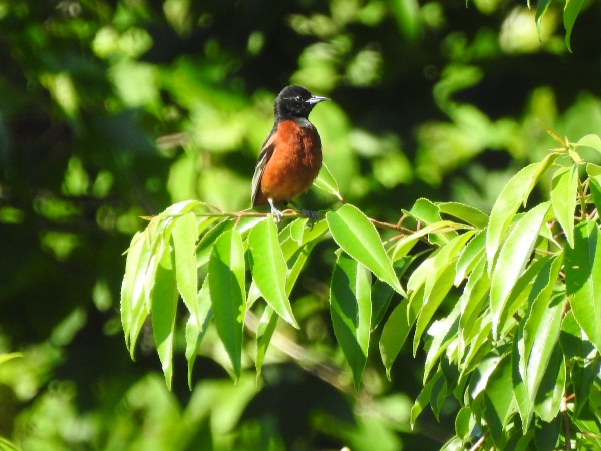 Orchard Oriole - ML620396672